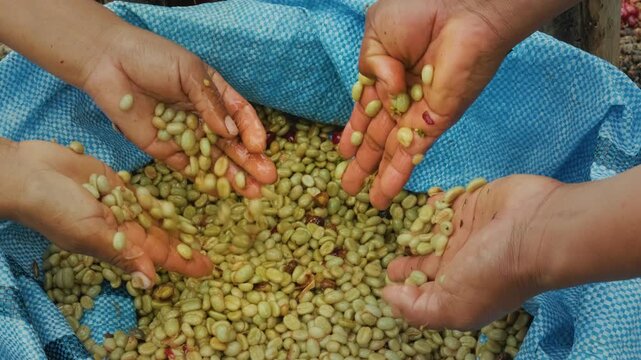farmers' hands showing freshly peeled coffee beans in the Yungas region of Bolivia - coffee concept