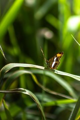 Butterfly resting on green leaf