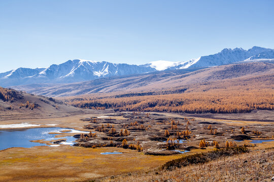 Autumn larch taiga on the background of snow-capped mountains north chui range. Altai Republic, Russia.