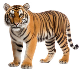 Fototapeta premium PNG A tiger wildlife animal mammal.