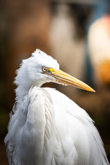 Close-up of a white egret with blurred background