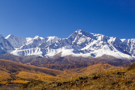 Autumn larch taiga on the background of snow-capped mountains north chui range. Altai Republic, Russia.
