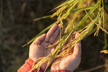 Close up paddy rice on farmer hand with rice field background.Hand holding ear of rice, Hand tenderly touching rice in the paddy field.