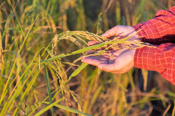 Close up paddy rice on farmer hand with rice field background.Hand holding ear of rice, Hand tenderly touching rice in the paddy field.