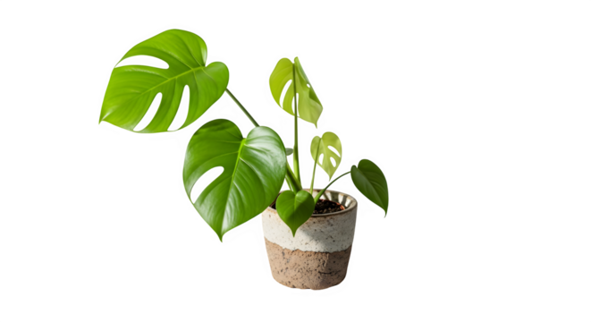 A monstera plant in a pot, the plant has large, green leaves with holes in them the pot is made of a light brown material