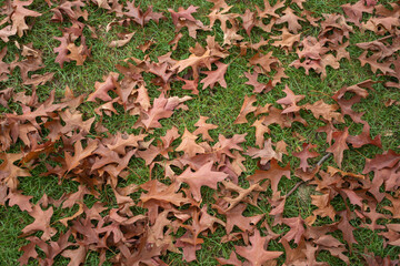Autumn leaves scattered on fresh green grass, capturing the essence of seasonal change and nature's beauty.