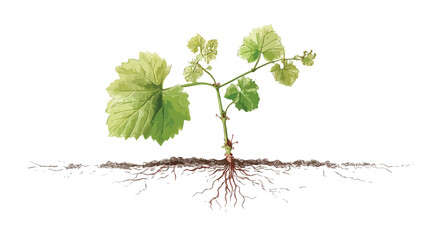 Healthy Grape Plant Seedling with Delicate Roots for Isolation