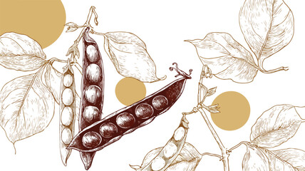 Legume Plant Banner with Pod and Bean Vector Design for Agriculture and Farming Concept