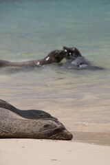 Fototapeta premium Galápagos Sea Lions (Zalophus wollebaeki) Resting and Interacting at Shoreline – Marine Mammals in Tropical Coastal Habitat 