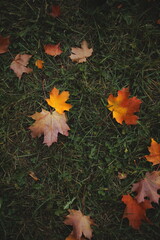 Colorful fallen maple leaves on green grass, symbol of autumn season and change.
