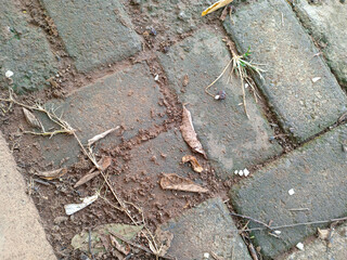 Weathered Brick Pathway with Leaves and Dirt