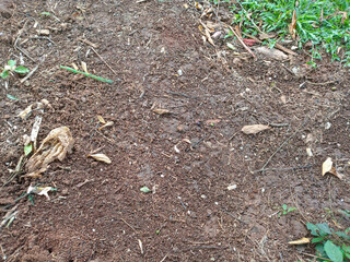 Soil with Dry Leaves and Grass Close Up