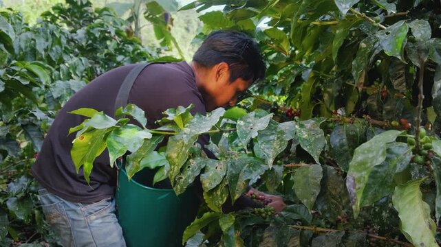Young Latino harvesting high-quality coffee cherries on his plot in the Yungas region of Bolivia - coffee concept