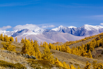 Autumn larch taiga on the background of snow-capped mountains north chui range. Altai Republic, Russia.