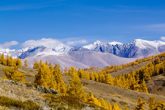 Autumn larch taiga on the background of snow-capped mountains north chui range. Altai Republic, Russia.