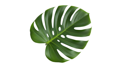 A vibrant green monstera leaf with its characteristic fenestrations, isolated on a transparent background, showcasing its natural beauty and tropical charm