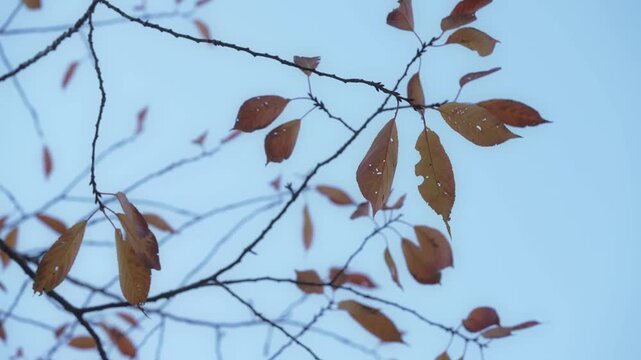 秋の風に揺れる枯れ葉がついた木の枝の先端