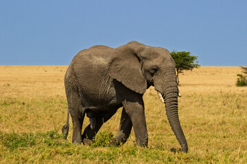 Obraz premium Serengeti National Park, Tanzania: African Elephant Walking in the Savanna