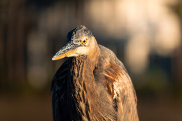 Detailed portrait of a waterbird photographed at close range.