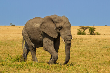 Obraz premium Serengeti National Park, Tanzania: African Elephant Walking on the Savanna