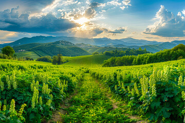 Obraz premium Lush vineyard landscape with mountains in the background under a dramatic sky during sunset