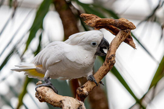 Bloedel Conservatory,  a lush glass dome filled with tropical plants and colorful birds a offering warm oasis high atop Queen Elizabeth Park in Vancouver BC