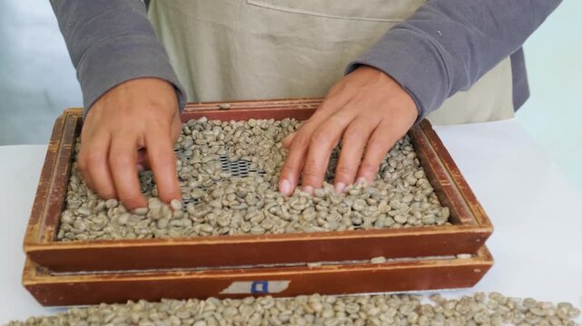 Bolivian green coffee being sorted by size on a grid for export - concept of quality