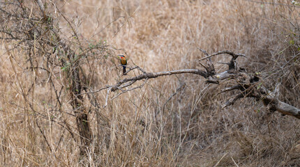 White-fronted Bee-eater in the bush of Kruger National Park South Africa