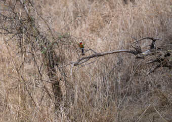 White-fronted Bee-eater in the bush of Kruger National Park South Africa