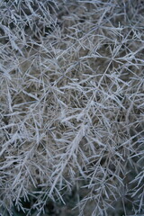 close-up of dry grass covered with frost on an autumn morning
