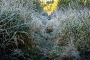 a path through frost-covered grass on an autumn morning
