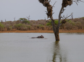 Hippopotamus - Hippo, in Kruger Nationalpark South Africa
