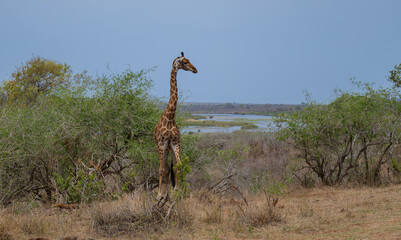 Giraffe in the bush of Kruger National Park South Africa