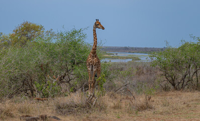 Giraffe in the bush of Kruger National Park South Africa