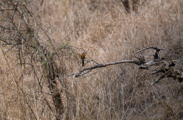 White-fronted Bee-eater in the bush of Kruger National Park South Africa