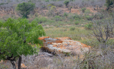 Lion in the bush of Kruger National Park South Africa