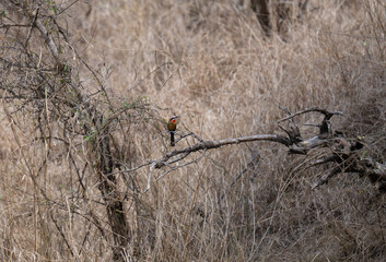 White-fronted Bee-eater in the bush of Kruger National Park South Africa