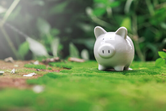 Cute white piggy bank on lush green moss surrounded by vibrant foliage in soft natural light, symbolizing savings and financial growth in nature