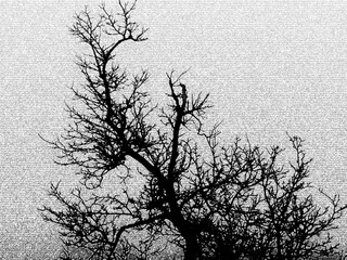 Rami secchi e contorti di un albero secco in controluce al tramonto.