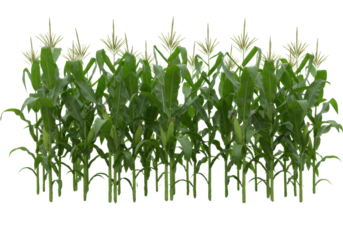 Dense row of vibrant green corn (maize) plants with broad leaves and developing tassels, sprouting from a lush grass strip, isolated on white background with copy space. Robust agricultural growth