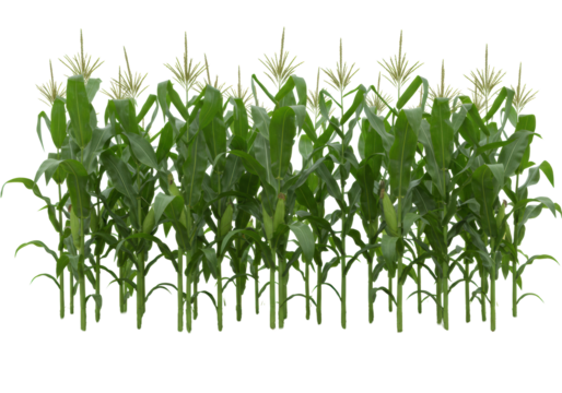 Dense row of vibrant green corn (maize) plants with broad leaves and developing tassels, sprouting from a lush grass strip, isolated on white background with copy space. Robust agricultural growth