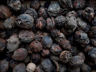 Noci con mallo in essiccazione.