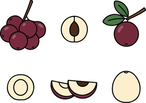 Buni Fruit Vector Illustration