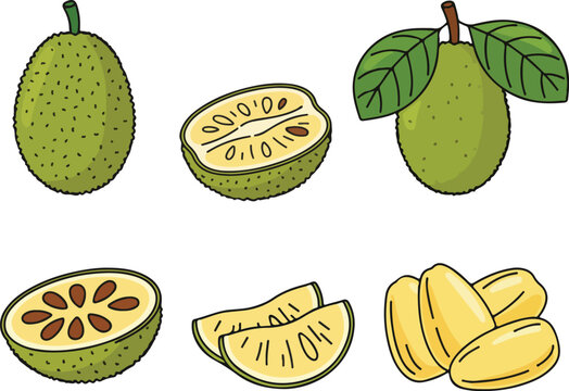 Cempedak Vector Illustration