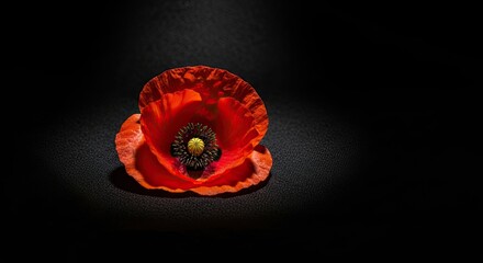 Single Red Poppy Flower on Dark Background With Water Droplets