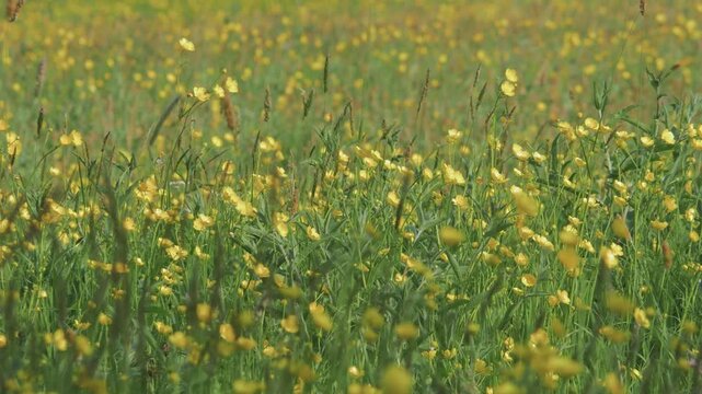 Spring Meadow of Crowded Yellow Buttercups &ndash; Soft Focus Floral Background with Gently Swaying Wildflowers for Nature Scenes, Seasonal Video Projects and Cinematic Visuals