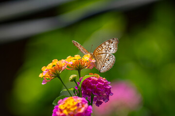 A brown butterfly with eye spots rests on vibrant clusters of orange, yellow, and magenta Lantana flowers in bright sunlight.