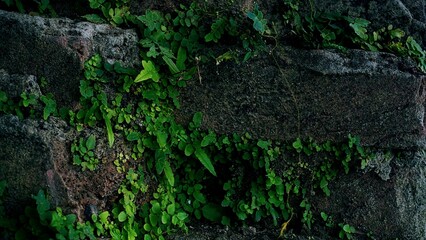 tree-wall-creeper-plant-growing-on-stone-wallold stone wall