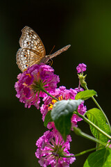 A brown butterfly with eye spots rests on vibrant clusters of orange, yellow, and magenta Lantana flowers in bright sunlight.