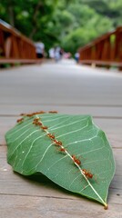 Ants marching on a green leaf across a wooden bridge in a lush forest during daylight, showcasing teamwork in nature